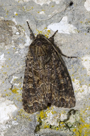 Dusky Brocade