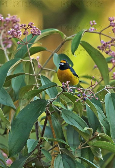 White Euphonia