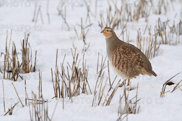 Grey gray partridge