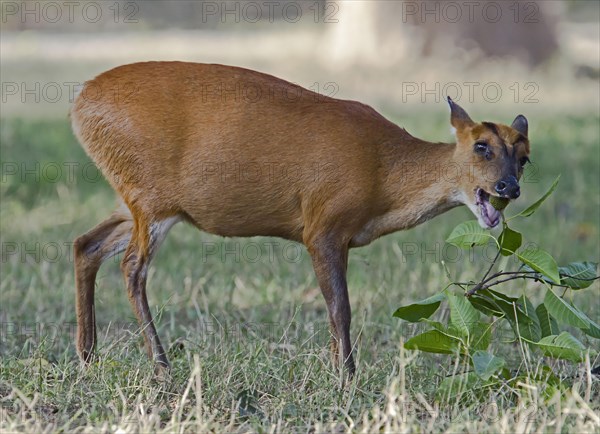 Muntiacus muntjac