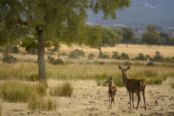 Iberian red deer