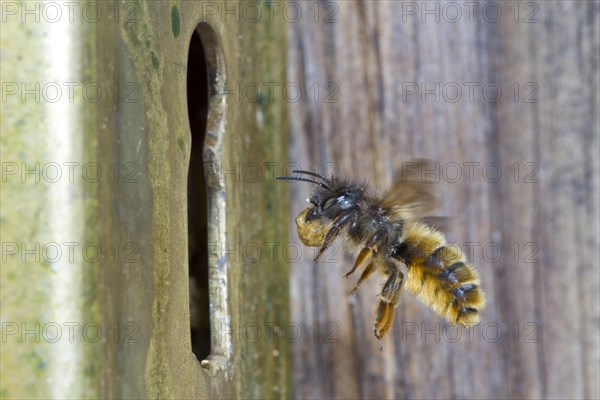 Red red mason bee