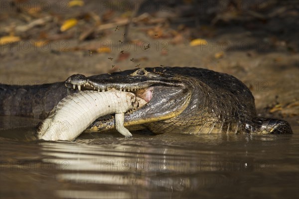 Spectacled Caiman