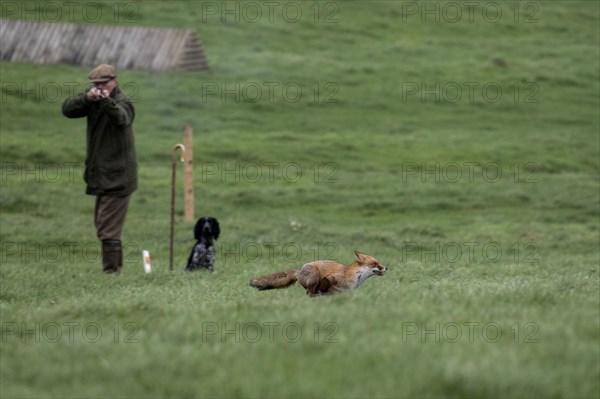 The dangers of shooting small game while shooting pheasants. The gun did not know who was behind it when the fox ran past