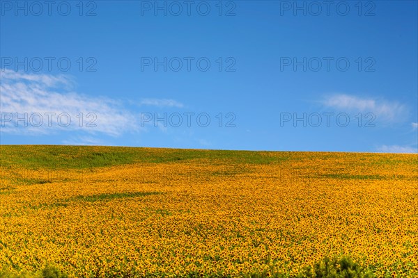 Huge sunflower fields