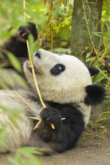 Giant Panda