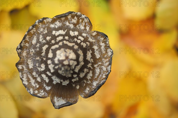 Mushroom cap of coprinopsis picacea