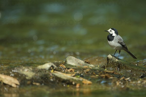 Pied Wagtail