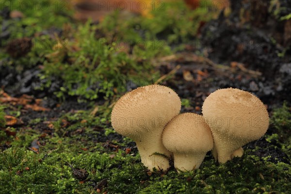 Three common puffballs