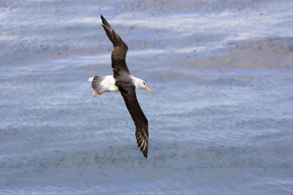 Black-browed Albatross