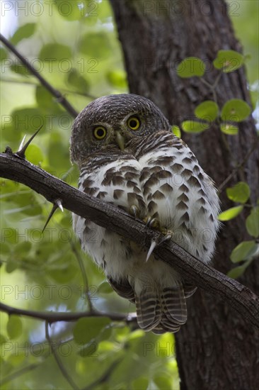 African barred owlet