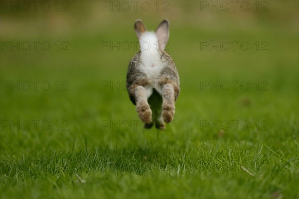 European rabbit