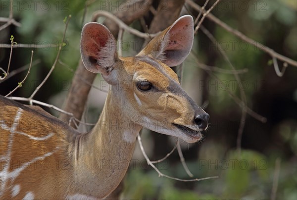 Central bushbuck