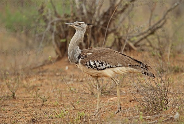 Kori bustard