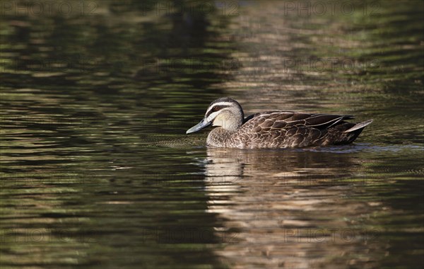 Pacific black duck