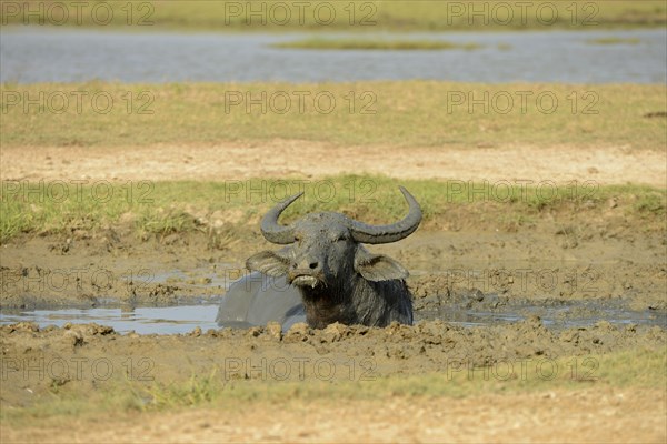 Wild water buffalo