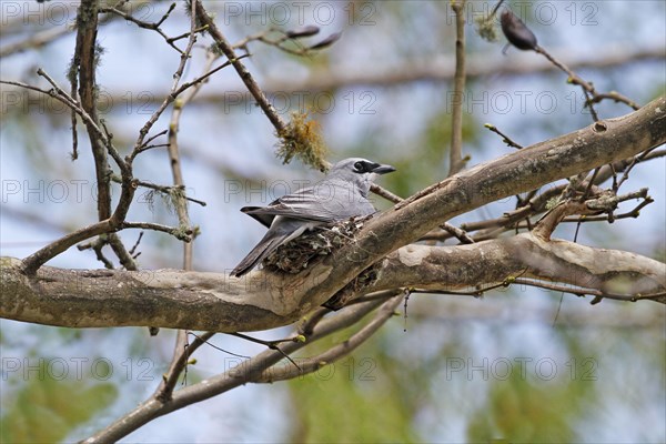 White-bellied Cuckooshrike