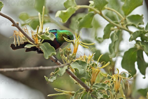 Mariqua Sunbird