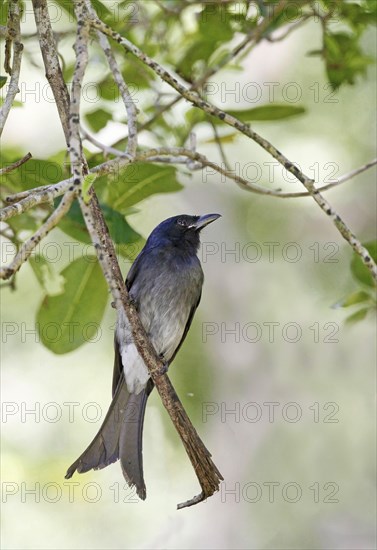 White-bellied Drongo