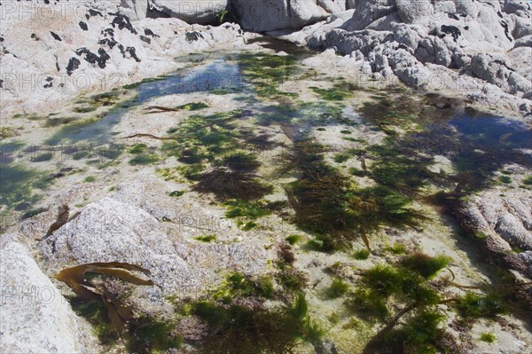 Rockpool on rocky coast at low tide