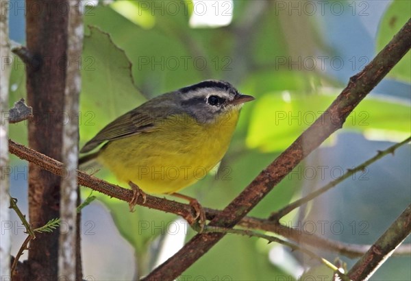 Golden-crowned Warbler