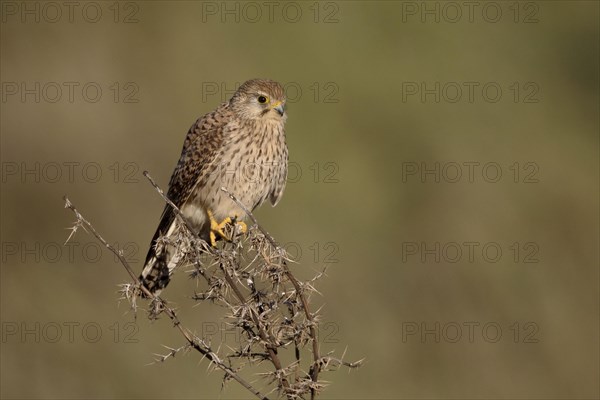 Lesser Kestrel