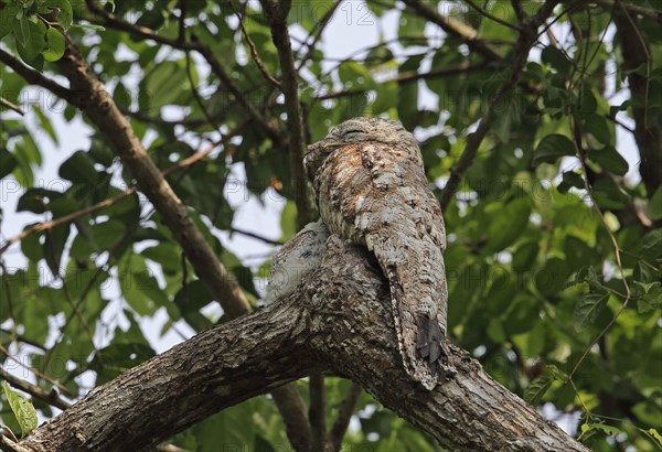 Great Potoo