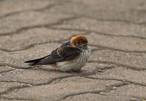 Lesser Striped-swallow