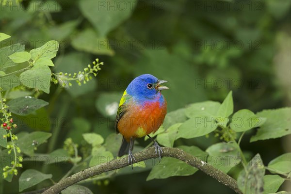 Painted Bunting