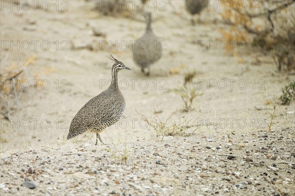 Elegant Crested Tinamou