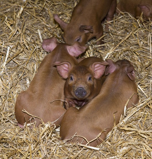 Duroc pig