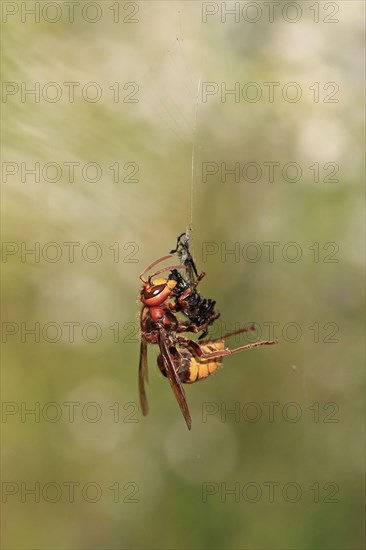 European Hornet