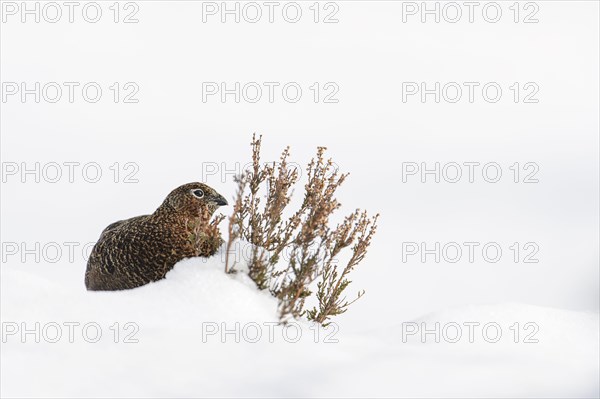 Scottish Grouse