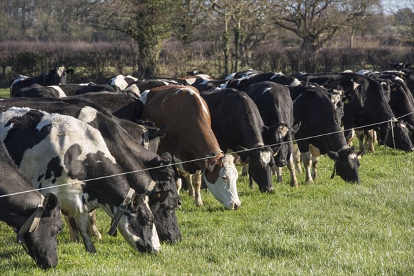 Domestic cattle