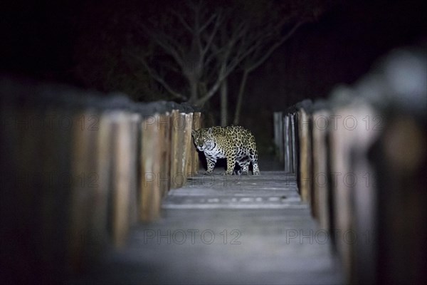 Parana jaguar