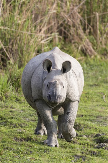 Indian rhinoceros