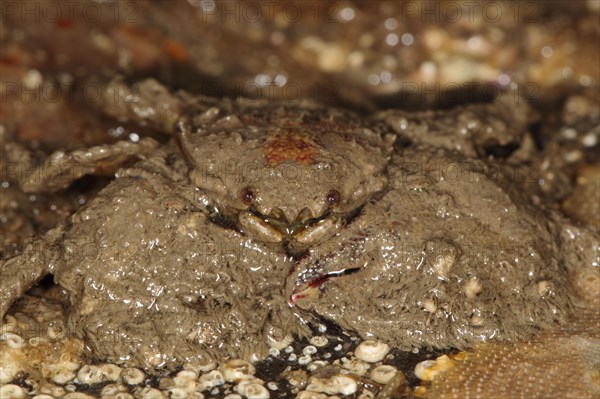 Broad-clawed Porcelain Crab