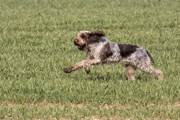 The Spinone Italiano is an Italian dog breed. It is traditionally used for hunting