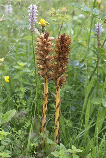 Knapweed broomrape