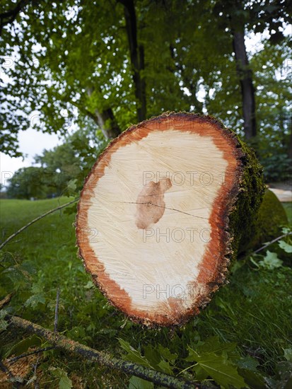 Sawed-off tree