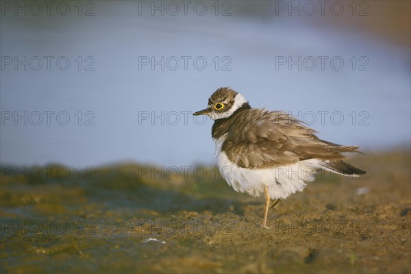 Little Ringed Plover