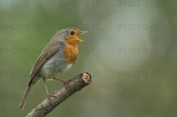 Singing european robin