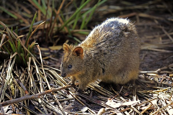 Quokka