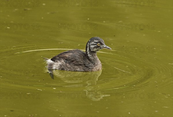 Little Grebe