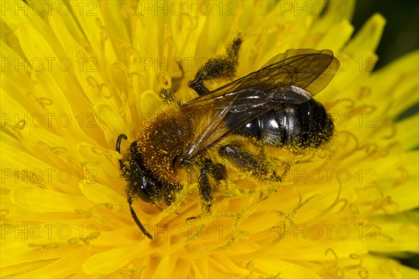 Grey-patched Mining Bee