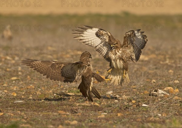 Common Buzzard