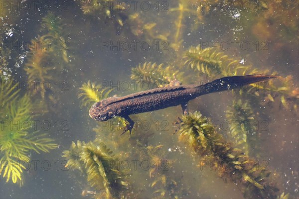 Northern crested newt