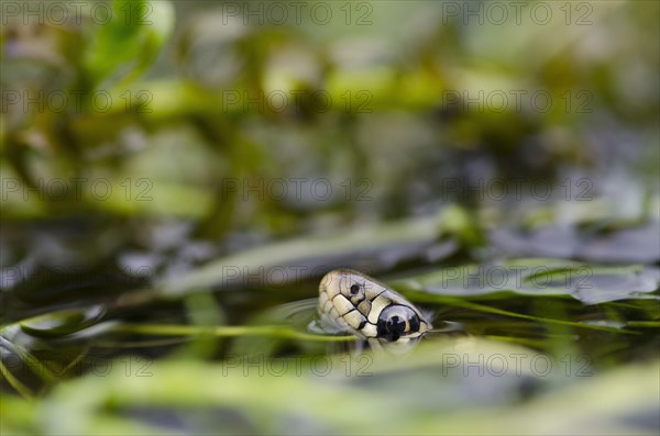 Grass Snake