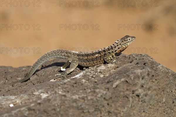 Tropidurus albemarlensis