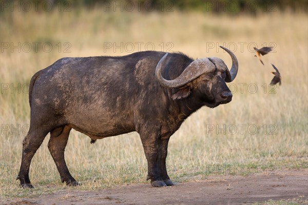 African buffalo